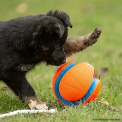 SPORTHUND Geschäfte -SPORTHUND Geschäfte 7265319m06chuckit kickfetch 7265319 dsh