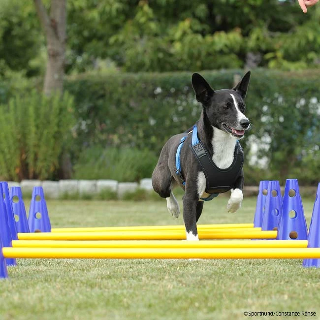 SPORTHUND Geschäfte 3 SPORTHUND Geschäfte -SPORTHUND Geschäfte cavaletti p4dc9149 7854051